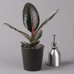 Gummibaum 'Robusta' In Topf Anthrazit, Topf-Ø 12cm, Höhe Ca. 40-45 Cm, 2er-Set 10 Gummibaum 'Robusta' In Topf Anthrazit, Topf-Ø 12cm, Höhe Ca. 40-45 Cm, 2er-Set -Compo Verkaufsgeschäft 0223200077 Ficus el Robusta Dallas anthrazit 3