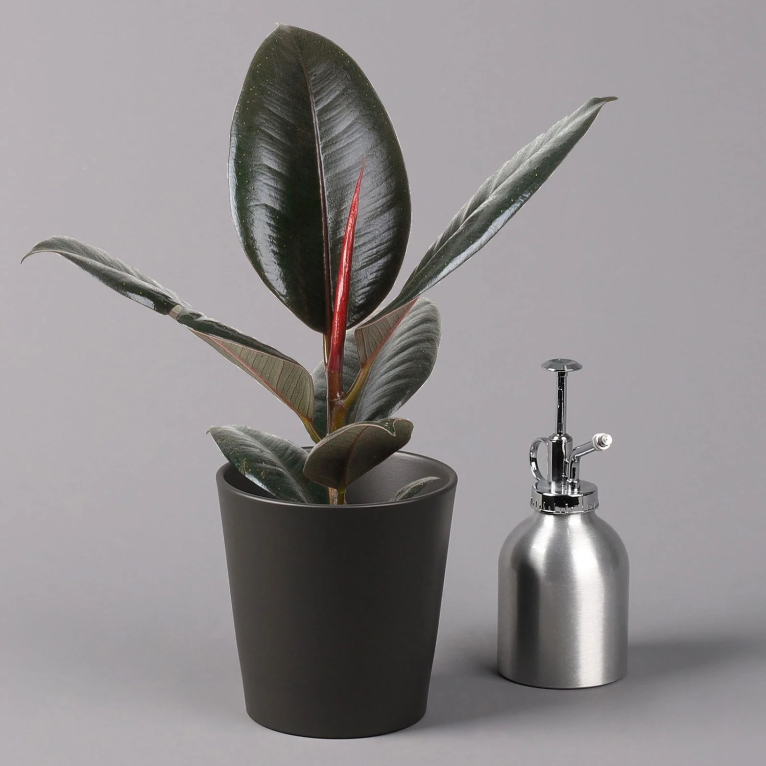 Gummibaum 'Robusta' In Topf Anthrazit, Topf-Ø 12cm, Höhe Ca. 40-45 Cm, 2er-Set 4 Gummibaum 'Robusta' In Topf Anthrazit, Topf-Ø 12cm, Höhe Ca. 40-45 Cm, 2er-Set - Image 4