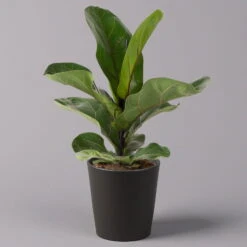 Geigenfeige 'Bambino'', Topf-Ø 12cm, Mit Übertopf Dallas Anthrazit, 3er-Set 9 Geigenfeige 'Bambino'', Topf-Ø 12cm, Mit Übertopf Dallas Anthrazit, 3er-Set -Compo Verkaufsgeschäft 0223300040 Ficus lyr Bambino im Topf Dallas anthr 1