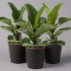 Geigenfeige 'Bambino'', Topf-Ø 12cm, Mit Übertopf Dallas Anthrazit, 3er-Set -Compo Verkaufsgeschäft 0223300040 Ficus lyr Bambino im Topf Dallas anthr 3er Set2
