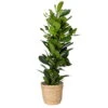 Ficus Cyathistipula In Korb Osaka, Topf-Ø 21 Cm, Höhe Ca. 80-110 Cm