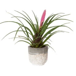 Tillandsia Cyanea In Topf, Rosa-violett, Topf-Ø 5,5 Cm, Höhe Ca. 15 Cm, 2er-Set -Compo Verkaufsgeschäft 0225150069 0225150070 Tillandsia cyanea in Betontopf 2 119772
