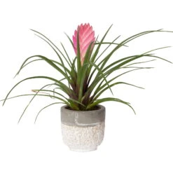 Tillandsia Cyanea In Topf, Rosa-violett, Topf-Ø 5,5 Cm, Höhe Ca. 15 Cm, 2er-Set -Compo Verkaufsgeschäft 0225150069 0225150070 Tillandsia cyanea in Betontopf 3 119774