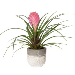 Tillandsia Cyanea In Topf, Rosa-violett, Topf-Ø 5,5 Cm, Höhe Ca. 15 Cm, 2er-Set -Compo Verkaufsgeschäft 0225150069 0225150070 Tillandsia cyanea in Betontopf 4 119773