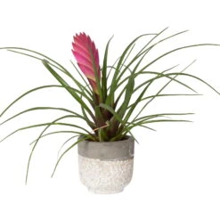 Tillandsia Cyanea In Topf, Rosa-violett, Topf-Ø 5,5 Cm, Höhe Ca. 15 Cm, 2er-Set -Compo Verkaufsgeschäft 0225150069 0225150070 Tillandsia cyanea in Betontopf 5 119775