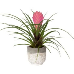 Tillandsia Cyanea In Topf, Rosa-violett, Topf-Ø 5,5 Cm, Höhe Ca. 15 Cm, 2er-Set -Compo Verkaufsgeschäft 0225150069 0225150070 Tillandsia cyanea in Betontopf 7 119770