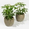 Schefflera In Übertopf 'Marrakesh', Topf-Ø 9 Cm, 2er-Set -Compo Verkaufsgeschäft 0225200567 Schefflera Marrakesh