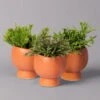 Mini-Korallenkaktus Im Dekotopf 'Scandic Terracotta', Topf-Ø 6 Cm, 3er-Set -Compo Verkaufsgeschäft 0225200735 Rhipsalis Set in Topf Scandic terracot 3er Set 1 neu