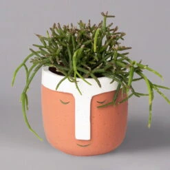 Korallenkaktus Im Dekotopf 'Viking Terracotta', In Sorten, Topf-Ø 9 Cm, 2er-Set -Compo Verkaufsgeschäft 0225200744 Rhipsalis Set in Topf Viking terracotta 2er Set 2