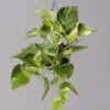Efeutute 'Marble Queen', In Ampeltopf, Topf-Ø 15 Cm -Compo Verkaufsgeschäft 0230200141 Epipremnum Marble Queen 15cm 1 115556