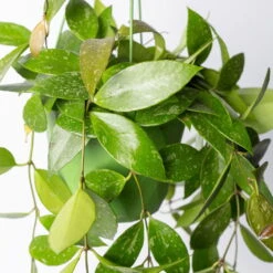 Hoya Memoria, In Blumenampel, Topf-Ø 14 Cm -Compo Verkaufsgeschäft 0230200505 Hoya gracilis T14 1 2 116140