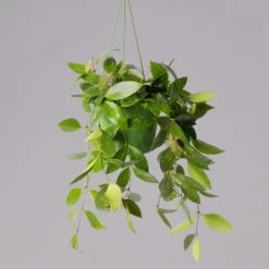 Hoya Memoria, In Blumenampel, Topf-Ø 14 Cm -Compo Verkaufsgeschäft 0230200505 Hoya gracilis T14 2 1 116139