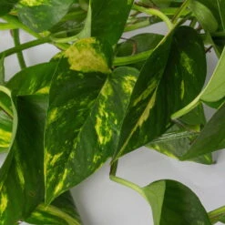 Efeutute, In Ampeltopf, Topf-Ø 18 Cm, Höhe Ca. 35 Cm -Compo Verkaufsgeschäft 0230200588 Epipremnum aureum Ampel T18cm H35cm 2 116839