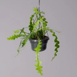 Epiphyllum Anguliger, In Blumenampel, Topf-Ø 14 Cm, Höhe Ca. 35 Cm -Compo Verkaufsgeschäft 0230200611 Epiphyllum anguliger T14 1 1 116117