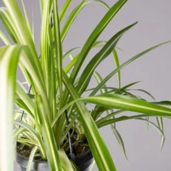 Grünlilie, In Blumenampel, Topf-Ø 14 Cm, Höhe Ca. 50 Cm -Compo Verkaufsgeschäft 0230200684 Chlorophytum T14 1 1 116120