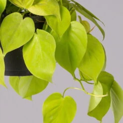 Philodendron 'Lemon Lime' In Blumenampel, Topf-Ø 17 Cm, Höhe Ca. 30 Cm -Compo Verkaufsgeschäft 0230200824 Philodendrin Scandens lemon Lime Ampel 2 2 117650