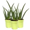 Aloe Vera, Topf-Ø 12 Cm, Höhe Ca. 20-30 Cm, 3er-Set