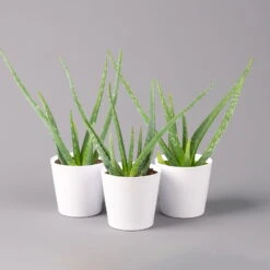 Aloe Vera In Keramiktopf Dallas Weiß, Topf-Ø 12 Cm, Höhe Ca. 20-35 Cm, 3er-Set -Compo Verkaufsgeschäft 0250102821 Aloe vera Dallas weiss 3er Set