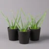 Aloe Vera Mit Keramiktopf Anthrazit, Topf-Ø 12 Cm, Höhe Ca. 20-35 Cm, 3er-Set -Compo Verkaufsgeschäft 0250102822 Aloe vera Dallas anthrazit 3er Set