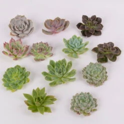 Schnittecheverien-Mix, Ø 5 Cm, 12er-Set -Compo Verkaufsgeschäft 0250103006 Schnittecheverien 12er Set WS 2