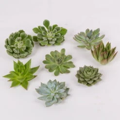 Schnittecheverien-Mix, Ø 8 Cm, 8er-Set -Compo Verkaufsgeschäft 0250103007 Schnittecheverien 8er Set WS 2