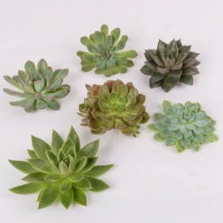 Schnittecheverien-Mix, Ø 10 Cm, 6er-Set -Compo Verkaufsgeschäft 0250103008 Schnittecheverien 6er Set WS 2