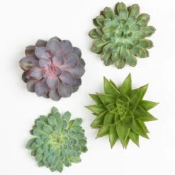 Schnittecheverien-Mix, Ø 12 Cm, 4er-Set 10 Schnittecheverien-Mix, Ø 12 Cm, 4er-Set -Compo Verkaufsgeschäft 0250103009 Schnittecheverien 4er Set 12 cm WS 2