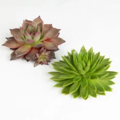 Schnittecheverien-Mix, Ø 16 Cm, 2er-Set