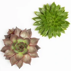 Schnittecheverien-Mix, Ø 16 Cm, 2er-Set -Compo Verkaufsgeschäft 0250103010 Schnittecheverien 2er Set 16 cm WS 2