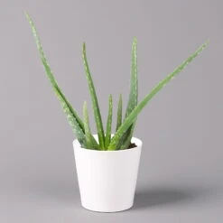 Aloe Vera In Keramiktopf Dallas Weiß, Topf-Ø 12 Cm, Höhe Ca. 20-35 Cm, 3er-Set -Compo Verkaufsgeschäft 0250103026 Aloe vera Dallas weiss 1