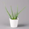 Aloe Vera In Keramiktopf Dallas Weiß, Topf-Ø 12 Cm, Höhe Ca. 20-35 Cm -Compo Verkaufsgeschäft 0250103026 Aloe vera Dallas weiss 12
