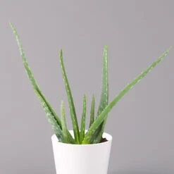 Aloe Vera In Keramiktopf Dallas Weiß, Topf-Ø 12 Cm, Höhe Ca. 20-35 Cm, 3er-Set -Compo Verkaufsgeschäft 0250103026 Aloe vera Dallas weiss 2