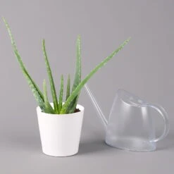 Aloe Vera In Keramiktopf Dallas Weiß, Topf-Ø 12 Cm, Höhe Ca. 20-35 Cm -Compo Verkaufsgeschäft 0250103026 Aloe vera Dallas weiss 32