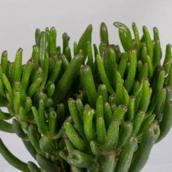 Geldbaum In Keramiktopf Dallas Weiß, Verschiedene Formen, Topf-Ø 12cm, 2er-Set -Compo Verkaufsgeschäft 0250103046 Crassula ovata Sorte nach Verfuegbarkeit 4 1