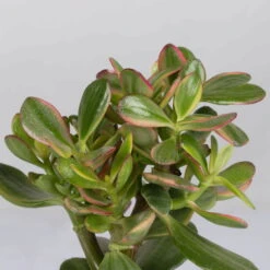 Geldbaum In Keramiktopf Dallas Weiß, Verschiedene Formen, Topf-Ø 12cm, 2er-Set -Compo Verkaufsgeschäft 0250103046 Crassula ovata Sorte nach Verfuegbarkeit 6 1
