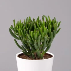 Geldbaum In Keramiktopf Dallas Weiß, Verschiedene Formen, Topf-Ø 12cm, 2er-Set -Compo Verkaufsgeschäft 0250103047 Crassula ov Dallas weiss 3er Set 3
