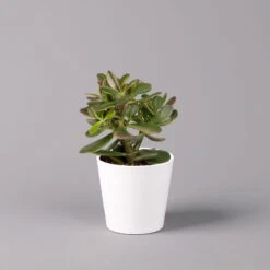 Geldbaum In Keramiktopf Dallas Weiß, Verschiedene Formen, Topf-Ø 12cm, 2er-Set -Compo Verkaufsgeschäft 0250103047 Crassula ov Dallas weiss 3er Set 5