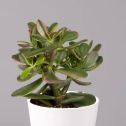 Geldbaum In Keramiktopf Dallas Weiß, Verschiedene Formen, Topf-Ø 12cm, 2er-Set -Compo Verkaufsgeschäft 0250103047 Crassula ov Dallas weiss 3er Set 6