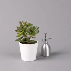 Geldbaum In Keramiktopf Dallas Weiß, Verschiedene Formen, Topf-Ø 12cm, 2er-Set -Compo Verkaufsgeschäft 0250103047 Crassula ov Dallas weiss 3er Set 7