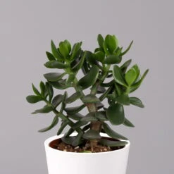 Geldbaum In Keramiktopf Dallas Weiß, Verschiedene Formen, Topf-Ø 12cm, 2er-Set -Compo Verkaufsgeschäft 0250103047 Crassula ov Dallas weiss 3er Set 9