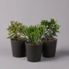 Geldbaum In Keramiktopf Anthrazit, Verschiedene Formen, Topf-Ø 12cm, 3er-Set -Compo Verkaufsgeschäft 0250103050 Crassula ov Topf Dallas anthrazit 3er Set 1