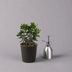 Geldbaum In Keramiktopf Anthrazit, Verschiedene Formen, Topf-Ø 12cm, 3er-Set -Compo Verkaufsgeschäft 0250103050 Crassula ov Topf Dallas anthrazit 3er Set 10