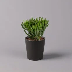 Geldbaum In Keramiktopf Anthrazit, Verschiedene Formen, Topf-Ø 12cm, 3er-Set -Compo Verkaufsgeschäft 0250103050 Crassula ov Topf Dallas anthrazit 3er Set 2