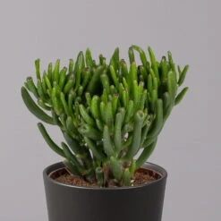 Geldbaum In Keramiktopf Anthrazit, Verschiedene Formen, Topf-Ø 12cm, 3er-Set -Compo Verkaufsgeschäft 0250103050 Crassula ov Topf Dallas anthrazit 3er Set 3
