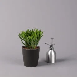 Geldbaum In Keramiktopf Anthrazit, Verschiedene Formen, Topf-Ø 12cm, 3er-Set -Compo Verkaufsgeschäft 0250103050 Crassula ov Topf Dallas anthrazit 3er Set 4