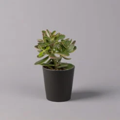 Geldbaum In Keramiktopf Anthrazit, Verschiedene Formen, Topf-Ø 12cm, 3er-Set -Compo Verkaufsgeschäft 0250103050 Crassula ov Topf Dallas anthrazit 3er Set 5