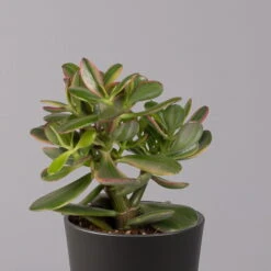 Geldbaum In Keramiktopf Anthrazit, Verschiedene Formen, Topf-Ø 12cm, 3er-Set -Compo Verkaufsgeschäft 0250103050 Crassula ov Topf Dallas anthrazit 3er Set 6