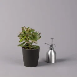 Geldbaum In Keramiktopf Anthrazit, Verschiedene Formen, Topf-Ø 12cm, 3er-Set -Compo Verkaufsgeschäft 0250103050 Crassula ov Topf Dallas anthrazit 3er Set 7