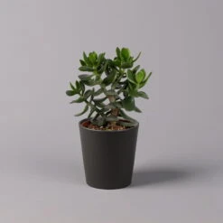 Geldbaum In Keramiktopf Anthrazit, Verschiedene Formen, Topf-Ø 12cm, 3er-Set -Compo Verkaufsgeschäft 0250103050 Crassula ov Topf Dallas anthrazit 3er Set 8