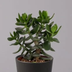 Geldbaum In Keramiktopf Anthrazit, Verschiedene Formen, Topf-Ø 12cm, 3er-Set -Compo Verkaufsgeschäft 0250103050 Crassula ov Topf Dallas anthrazit 3er Set 9